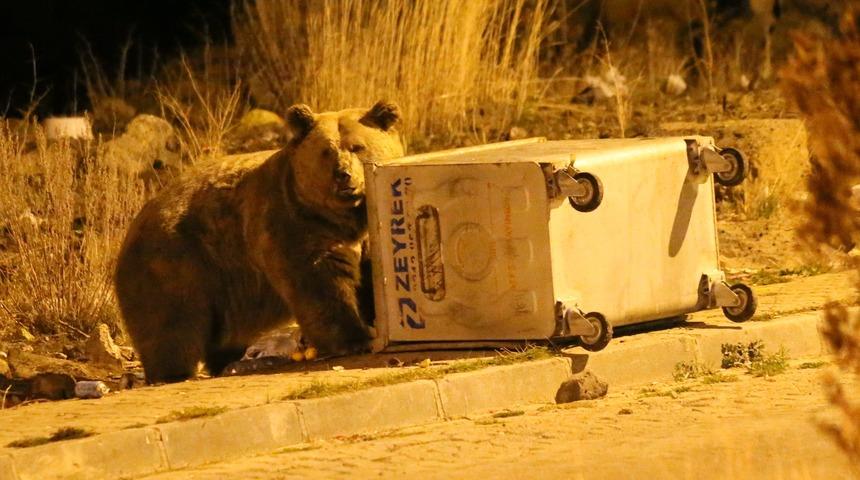 Sarıkamış'ta bozayılar mahalledeki çöplerle besleniyor