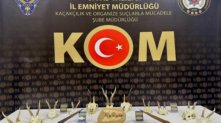 Sivas'ta nesli tehlike altındaki hayvanlara ait 11 kafatası ele geçirildi