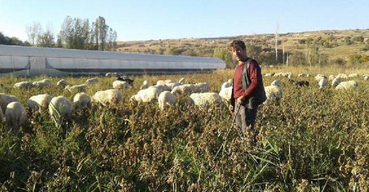 'Hayvan otlatırken tartıştığı çobanı tüfekle öldürdü' iddiası