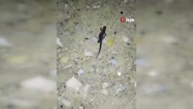 Batman’da nesli tehdit altındaki ‘sarı benekli semender’ görüldü