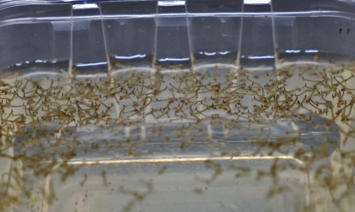 Kış uykusuna bile yatmamışlar! 'Böcek Profesörü' "devam ediyorlar" diyerek uyardı... Evlerinizdeki su birikintilerine dikkat G3