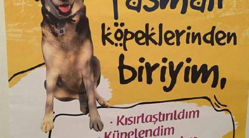 &Uuml;niversitenin mavi tasmalı k&ouml;pekleri