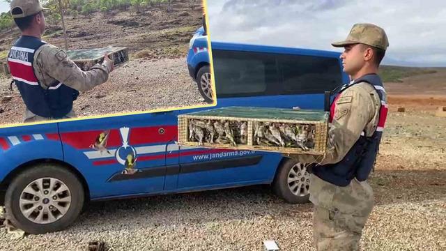 Yer: Hatay! Nesli tehlike altındaki 4 bin kuşla yakalandı: Dudak uçuklatan ceza...