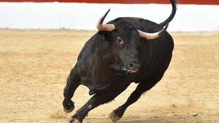 Yer: Muğla! Boğa saldırısı sonucu öldü: Kahreden detay sonradan ortaya çıktı...