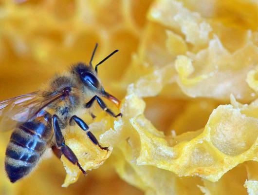 Ana arı kaç günde çıkar? 