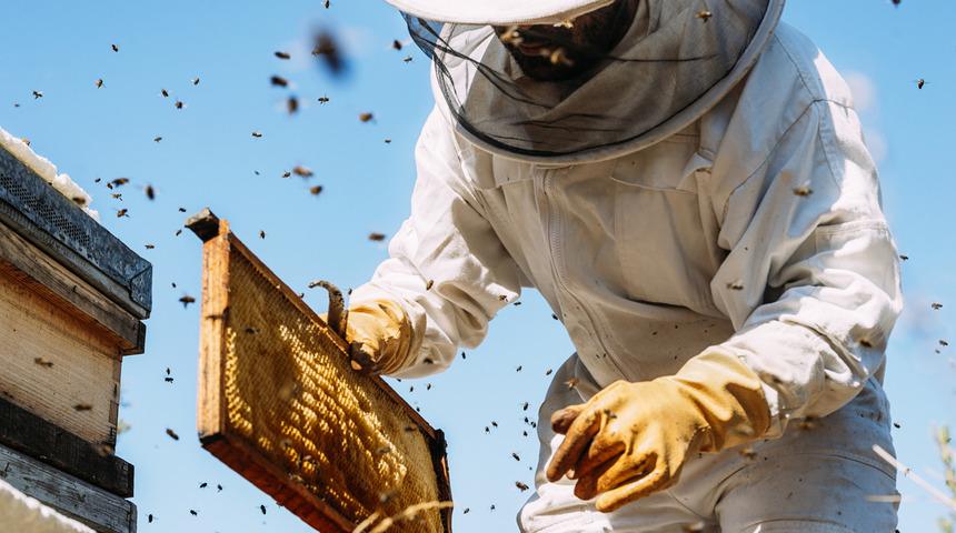 Boş kovana arı nasıl gelir? Bal arısı hangi kokuya gelir?