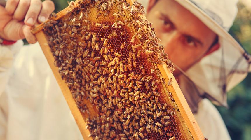 Bir kovanda kaç arı var? Kovanda erkek arı neden çok olur?