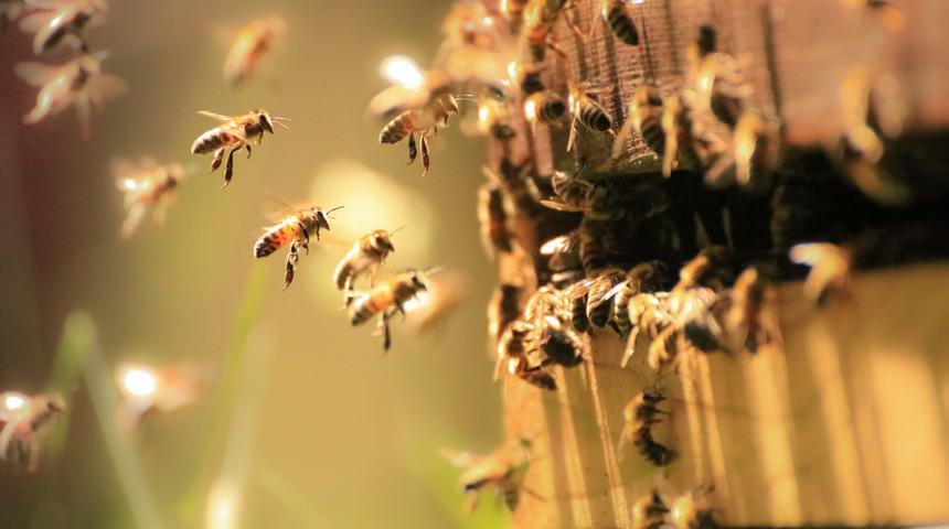 Arı çeşitleri ve özellikleri - Kaç çeşit arı vardır?
