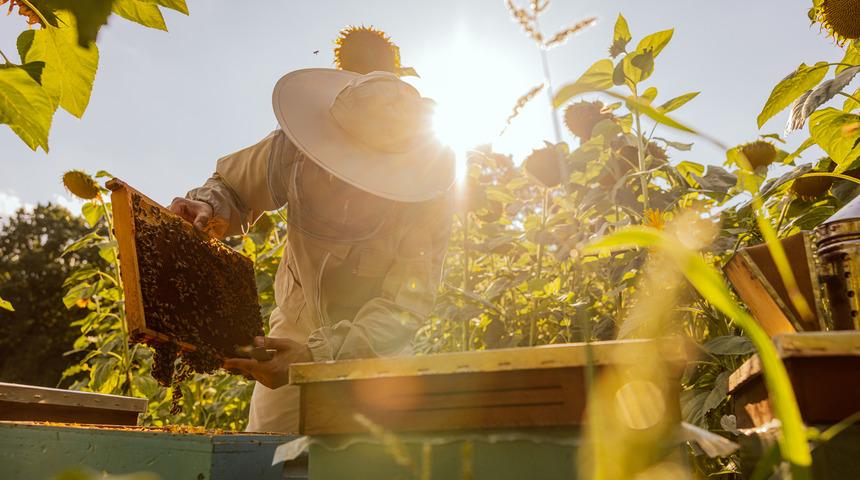 Arıcılık nasıl yapılır? Arıcılık yapmaya nasıl başlanır?