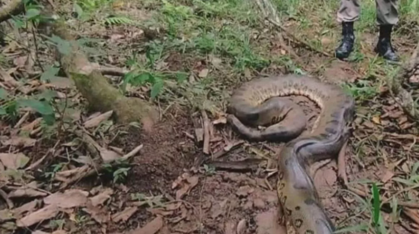 Dakikalar kalmıştı! 6 metre uzunluğundaki yılan iki yaşındaki çocuğun tüm vücudunu sarıp sıkmaya başladı... Mucizevi kurtuluş