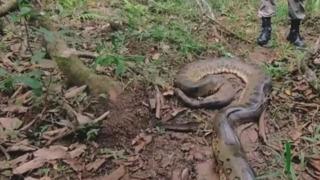 Dakikalar kalmıştı! 6 metre uzunluğundaki yılan iki yaşındaki çocuğun tüm vücudunu sarıp sıkmaya başladı... Mucizevi kurtuluş