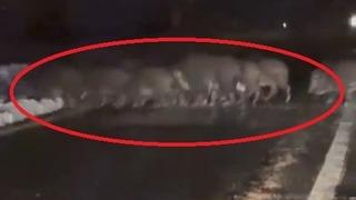 Yiyecek bulmak için yola inen domuz sürüsünü böyle görüntüledi