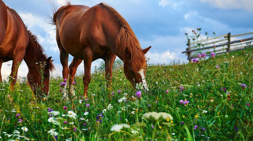 At kaç ayda doğurur? Atlarda gebelik süresi nedir?