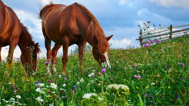 At kaç ayda doğurur? Atlarda gebelik süresi nedir?