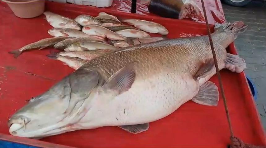 Karasu Nehri’nde 110 kiloluk turna balığı oltaya takıldı