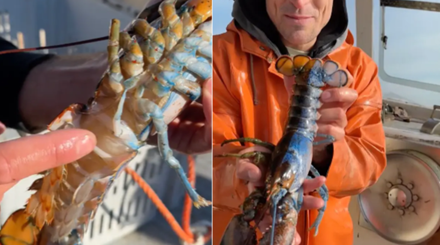 50 milyonda bir görülen ıstakoz sosyal medyada gündem yarattı! Hem iki renkli hem de interseks... "Şimdiye kadar gördüğüm en havalı şey"