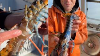 50 milyonda bir görülen ıstakoz sosyal medyada gündem yarattı! Hem iki renkli hem de interseks... Şimdiye kadar gördüğüm en havalı şey