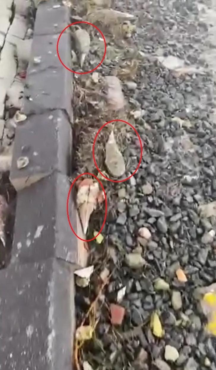 Kıyıya vuran 'müsilaj savaşçısı' pinalar endişe yarattı! Uzmanından uyarı geldi G4