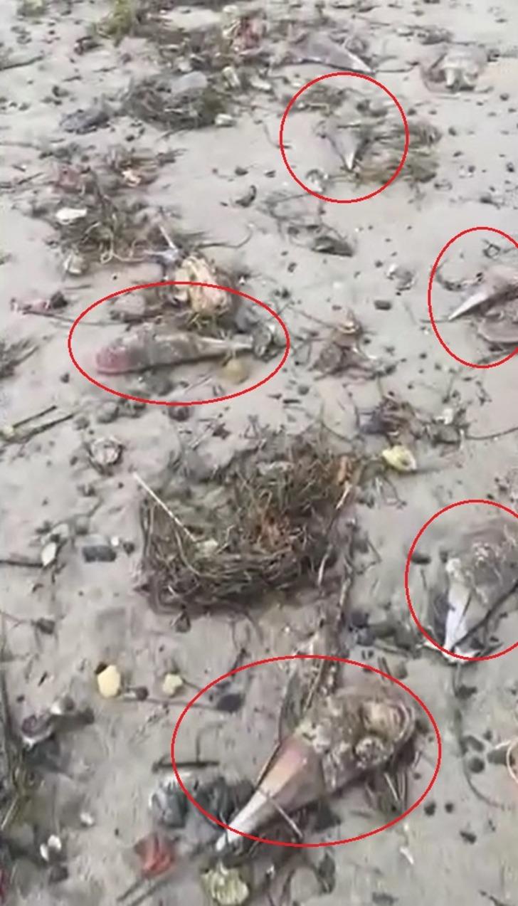 Kıyıya vuran 'müsilaj savaşçısı' pinalar endişe yarattı! Uzmanından uyarı geldi G3