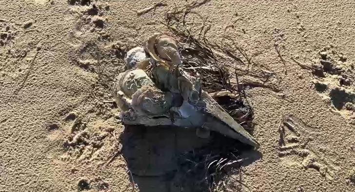 Kıyıya vuran 'müsilaj savaşçısı' pinalar endişe yarattı! Uzmanından uyarı geldi G1