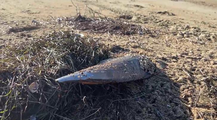 Kıyıya vuran 'müsilaj savaşçısı' pinalar endişe yarattı! Uzmanından uyarı geldi G2