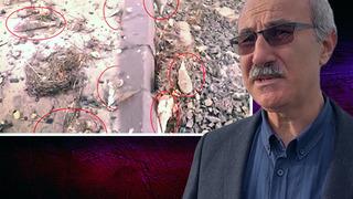 Kıyıya vuran 'müsilaj savaşçısı' pinalar endişe yarattı! Uzmanından uyarı geldi