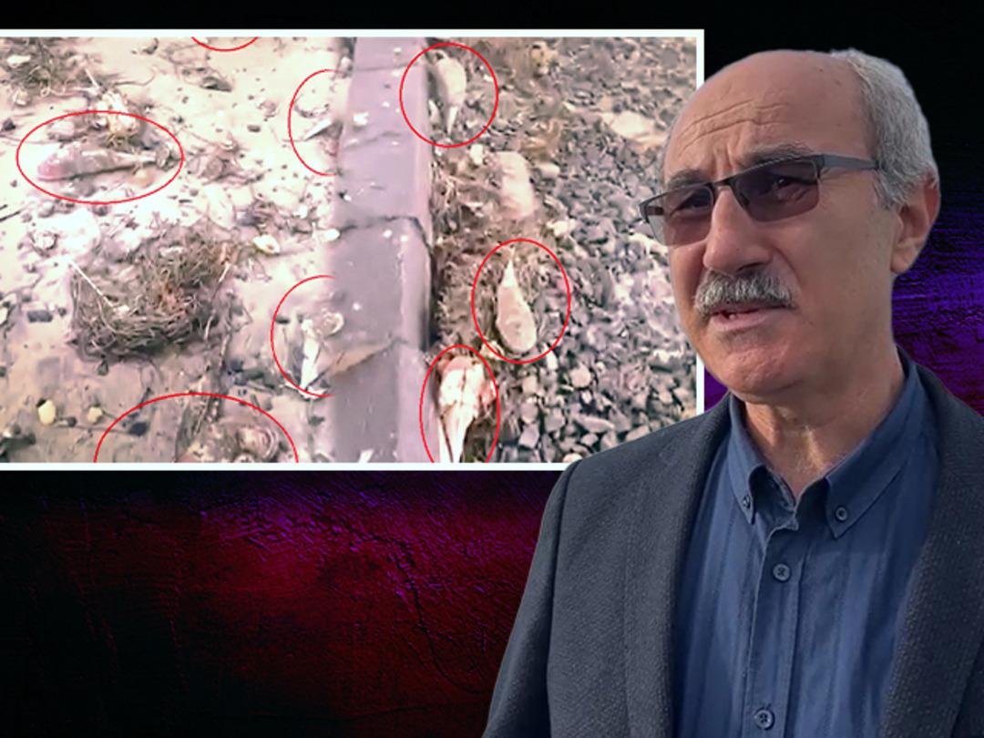 Kıyıya vuran 'm&uuml;silaj savaş&ccedil;ısı' pinalar endişe yarattı! Uzmanından uyarı geldi