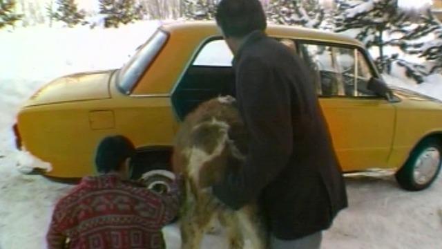 Görenler hayrete düştü! Bu görüntüler akıllara 21 yıl önce otomobilin arkasında taşınan Dana Ferhat'ı getirdi