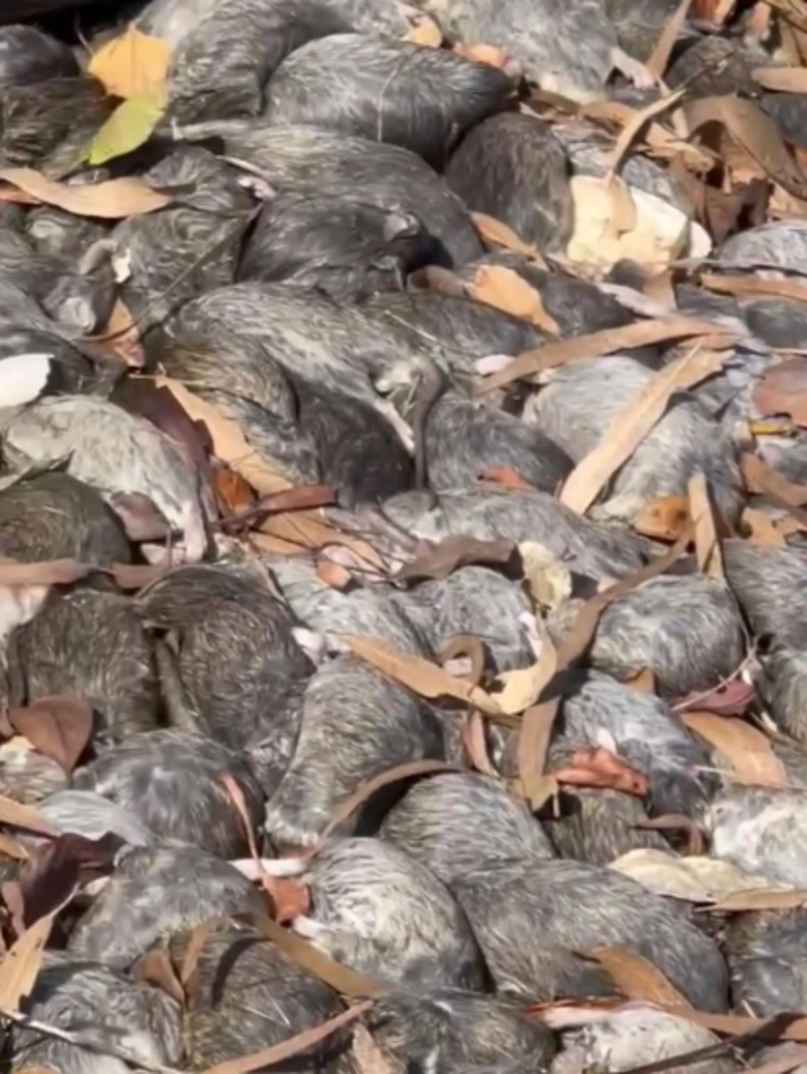 Dayanılmaz bir koku yayılıyor! Avustralya sahillerinde ve yollarında milyonlarca ölü fareyle mücadele ediyor... "Kontrolden çıktı" G1