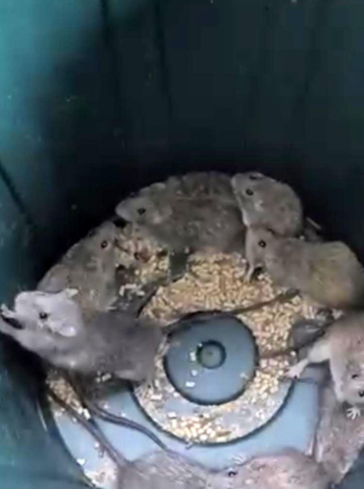 Dayanılmaz bir koku yayılıyor! Avustralya sahillerinde ve yollarında milyonlarca ölü fareyle mücadele ediyor... "Kontrolden çıktı" G2