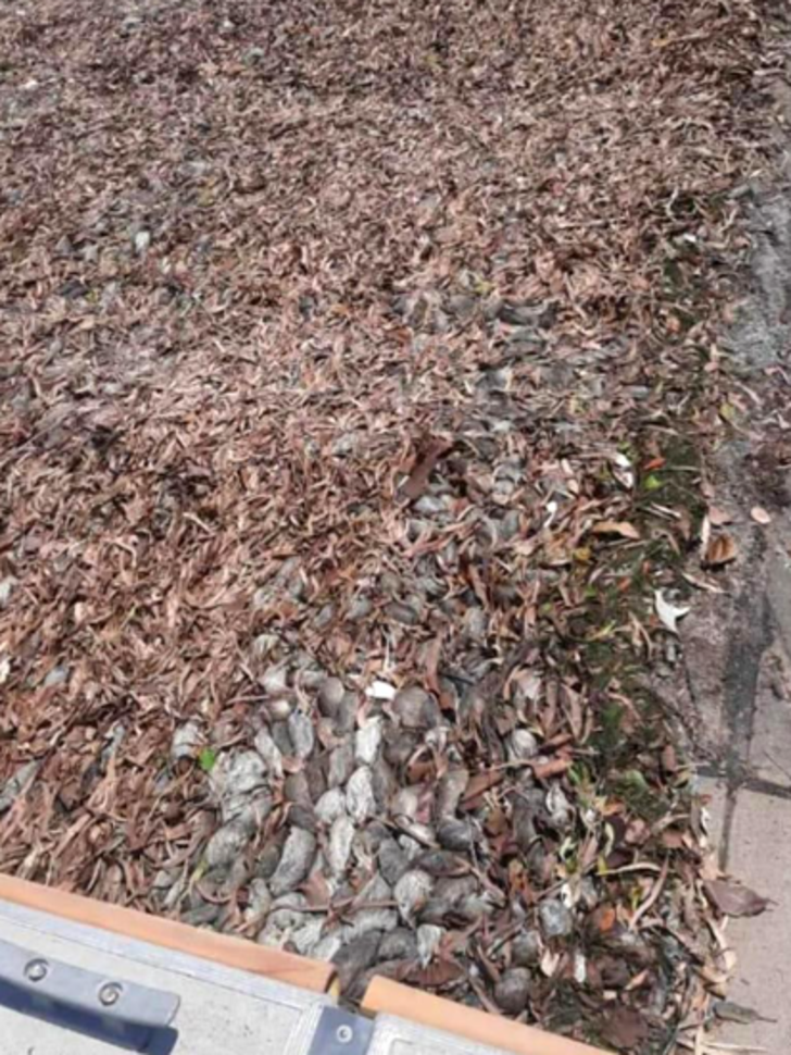 Dayanılmaz bir koku yayılıyor! Avustralya sahillerinde ve yollarında milyonlarca ölü fareyle mücadele ediyor... "Kontrolden çıktı" G3