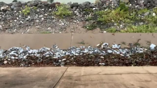 Dayanılmaz bir koku yayılıyor! Avustralya sahillerinde ve yollarında milyonlarca ölü fareyle mücadele ediyor... Kontrolden çıktı