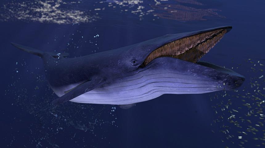 Yıllar önce yok edilen mavi balinalar geri dönüyor! Hint Okyanusu'nun bir bölümünü tekrar yuva ediniyor