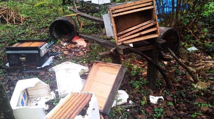 Artvin’de ayılar arı kovanlarına zarar verdi, 100 kg kestane balını midelerine indirdi