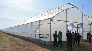 Şırnak'ta ihtiyaç sahibi öğrencilere destek için serada domates yetiştirilecek