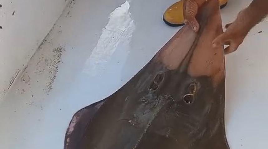 'İnsan yüzlü' balık şaşkınlığı! Antalya'da balıkçının ağına takıldı: Tekneye çıkarıldı ama sonra hemen geri bırakıldı