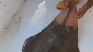 'İnsan yüzlü' balık şaşkınlığı! Antalya'da balıkçının ağına takıldı: Tekneye çıkarıldı ama sonra hemen geri bırakıldı