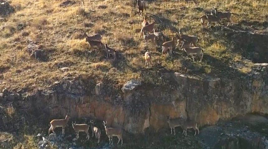 9 milyon yıllık kanyondaki dağ keçileri dron ile görüntülendi