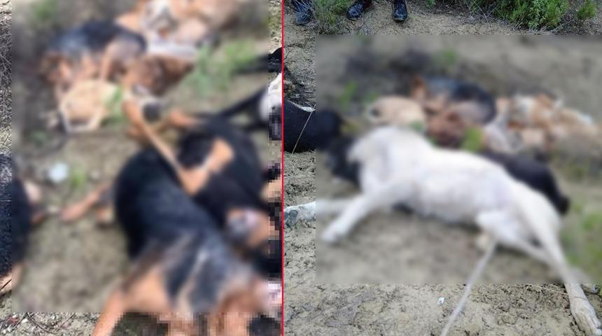 Bilecik'te 14 köpek ölü bulunmuştu! Yeni gelişme: Gözaltılar var