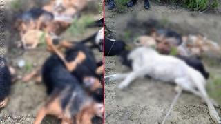Bilecik'te 14 köpek ölü bulunmuştu! Yeni gelişme: Gözaltılar var