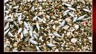 Yüzlerce ölü balık kıyıya vurdu! Uzman isimden açıklama