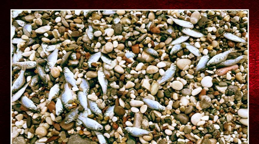 Yüzlerce ölü balık kıyıya vurdu! Uzman isimden açıklama