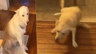 Sahibi evde yokken bir şişe alkolü içen köpek yürümekte dahi zorlandı! O anlar sosyal medyanın gündemine yerleşti