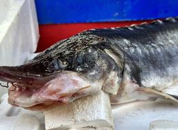 Elazığ’da yakalandı! Fiyatı 2 milyon liraya kadar çıkıyor! İşte dinozorlar döneminde günümüze gelen o balık…