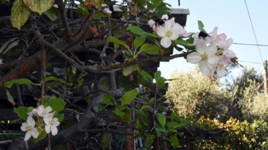 Elma ağacı, kasımda &ccedil;i&ccedil;ek a&ccedil;tı