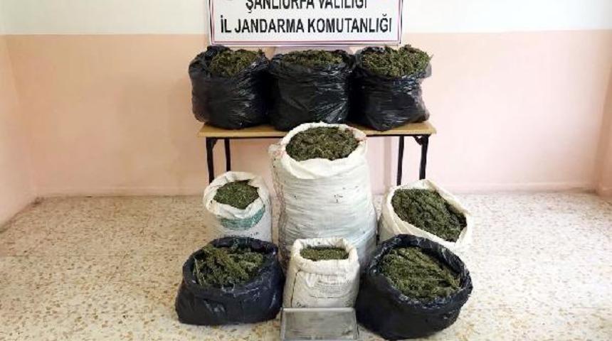 Şanlıurfa'da 83 kilo esrara 3 g&ouml;zaltı