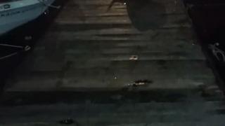 Bursa’da ilginç görüntü! Su samuru, kediyi böyle kovaladı