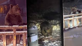 Gözüne uyku girmeyen ayılar Uludağ'da dehşet saçtı! Karınları doyurunca anca yatıştılar 