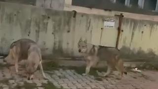 İstanbul'un göbeğinde kurt paniği! Böyle görüntülendiler
