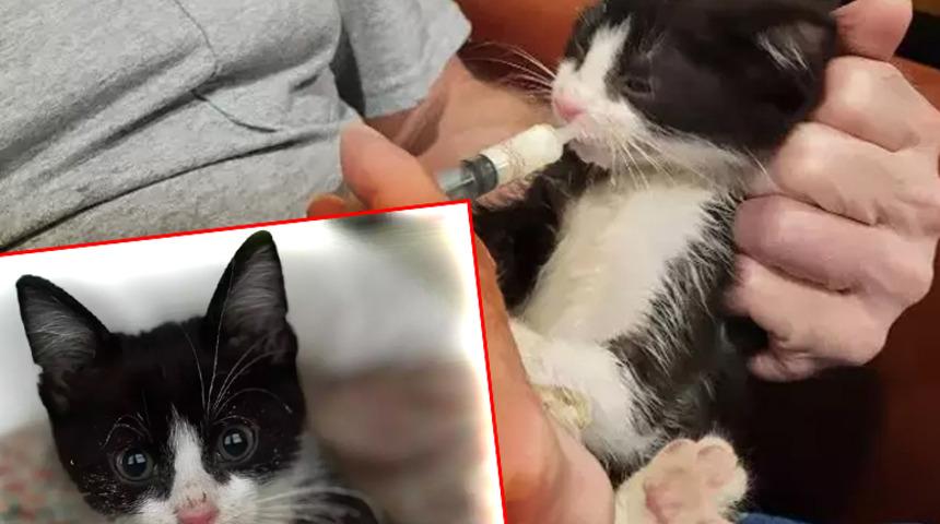 Yavru bir kedi 7 milyon insanın hayatını tehlikeye soktu! Yetkililer teyakkuzda: Daha önce böyle bir alarma geçmemiştik...